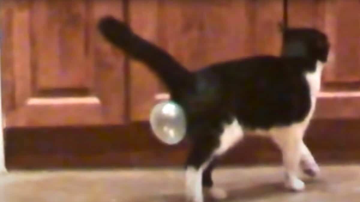 cat swallows bubblegum