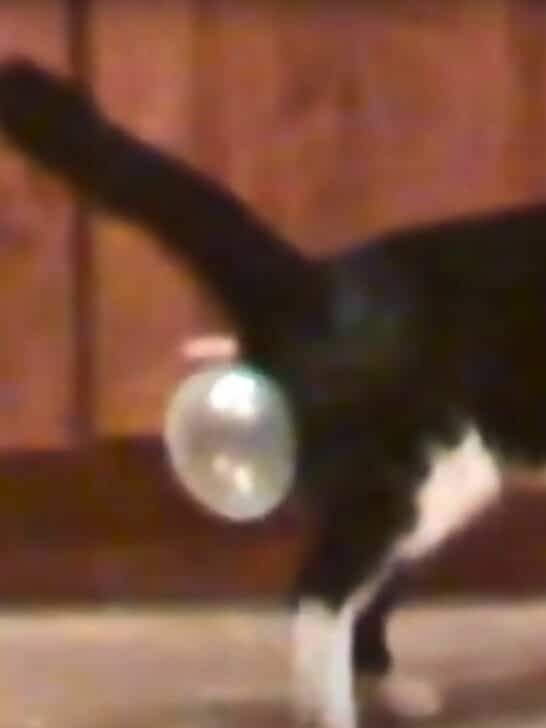 Cat Swallows Bubblegum with Hilarious Outcome