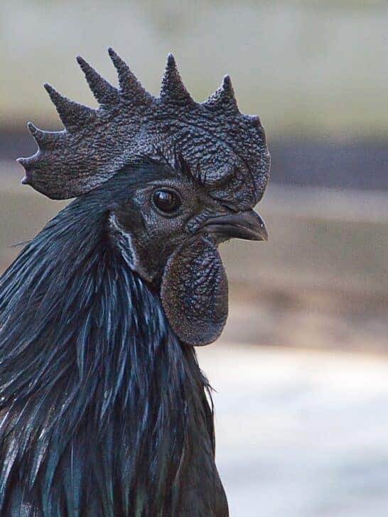 Ayam Cemani: The World’s Most Expensive Chicken
