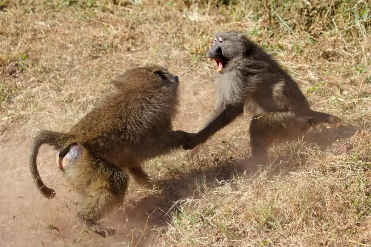 Male olive baboons (Papio Anubis) fighting