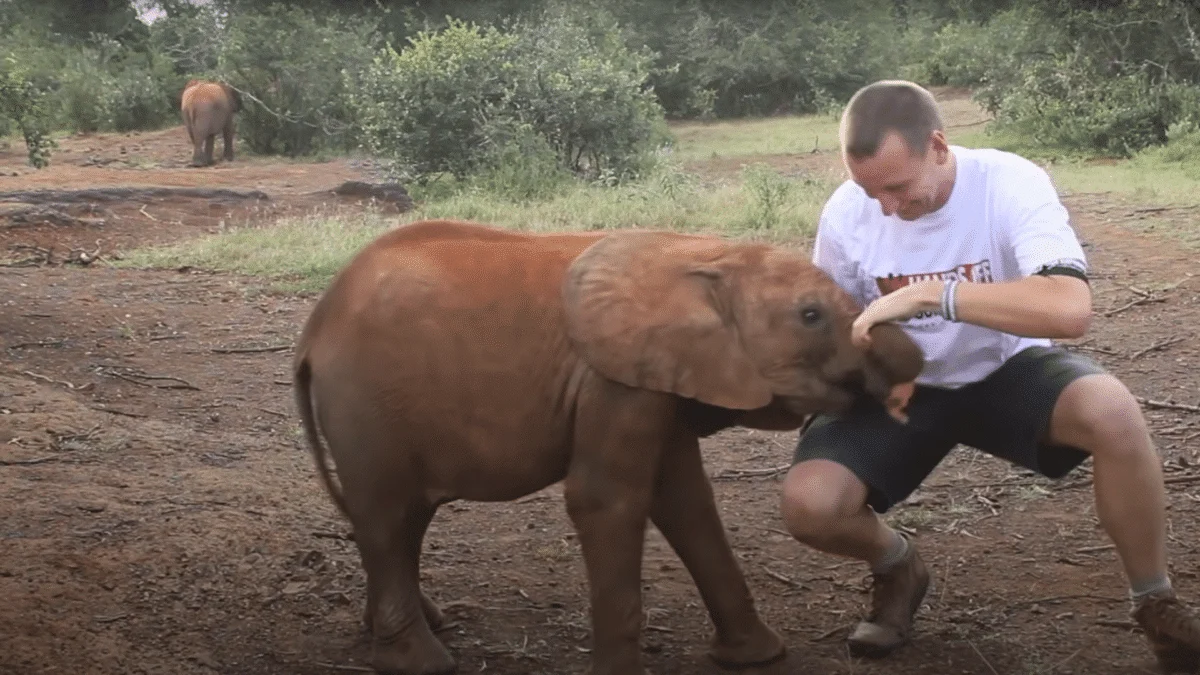 baby elephant attacks man trying to film