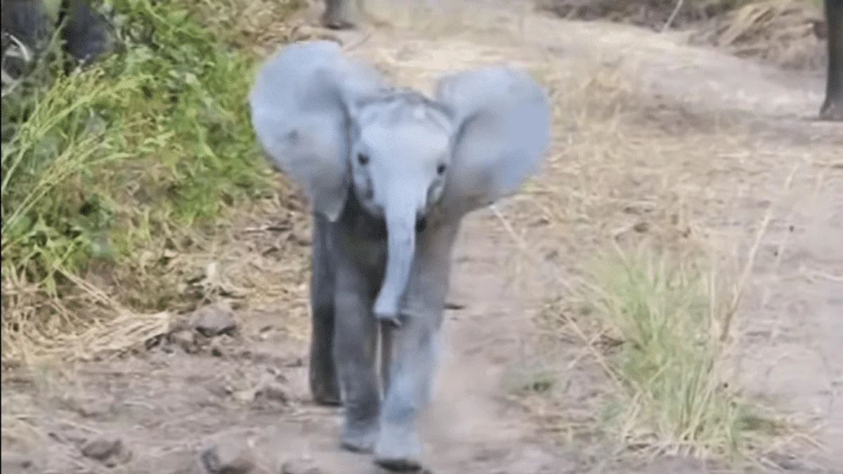 baby elephant charges