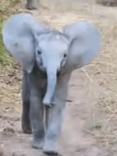 baby elephant charges