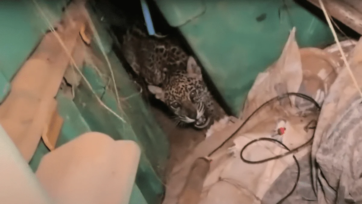 baby jaguar rescued