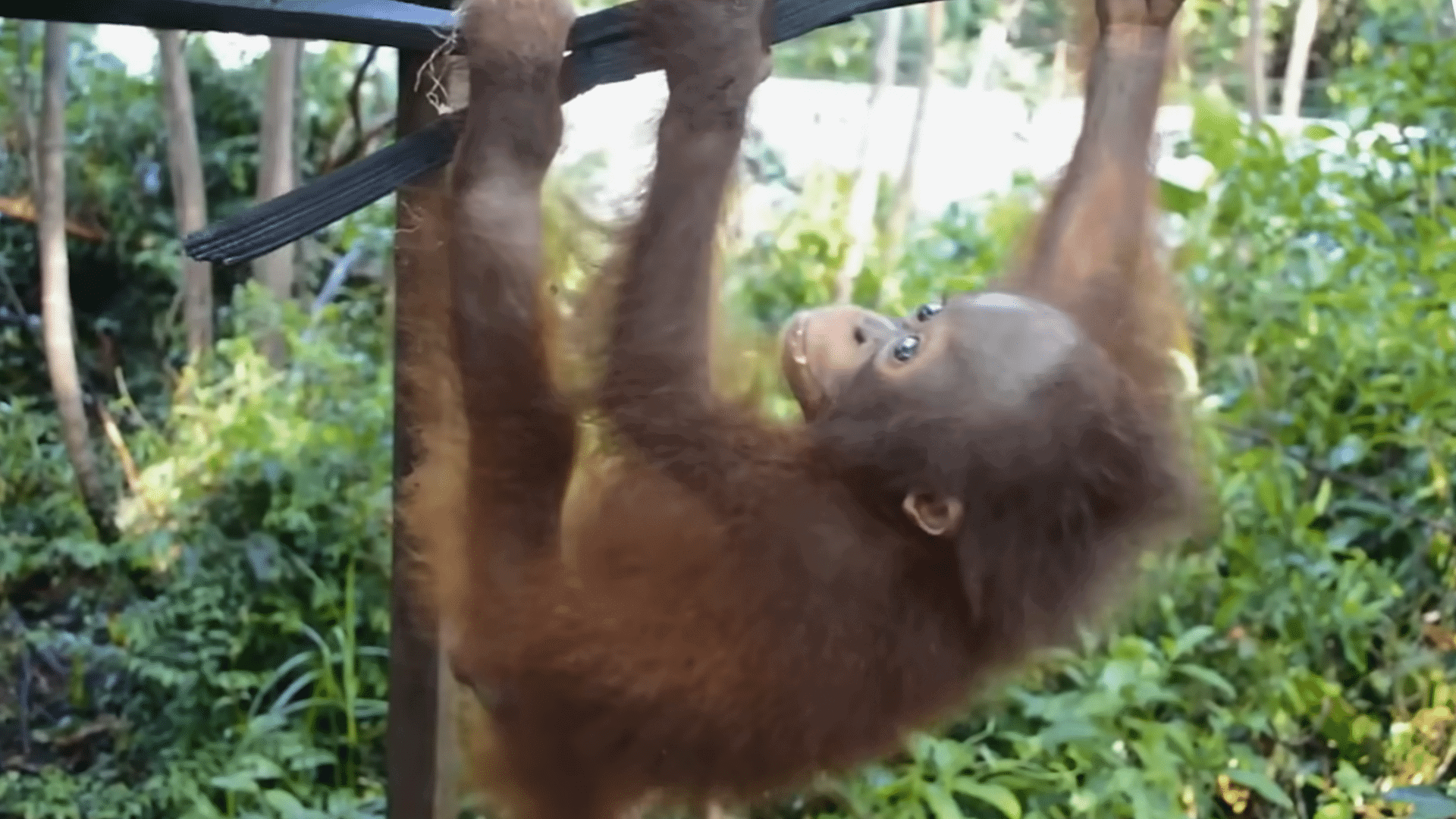 baby orangutan rescued