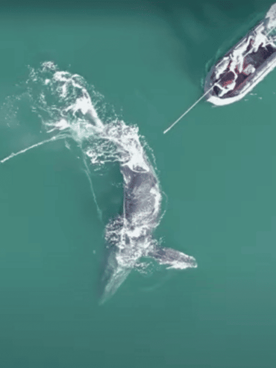 Animals and Wildlife in Massachusetts