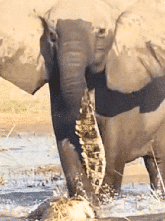 Elephant Attacks Crocodile Surprising The Safari Guests