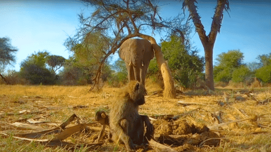 Elephant Steals Palm Nuts From Cheeky Baboons