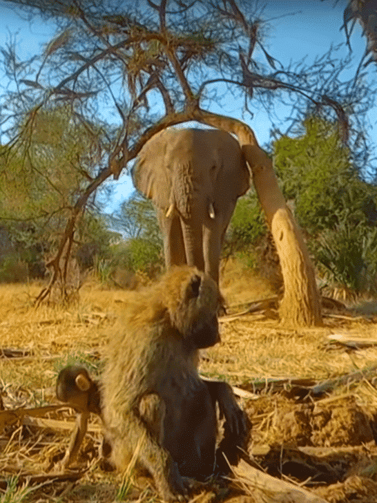 Elephant Steals Palm Nuts From Cheeky Baboons