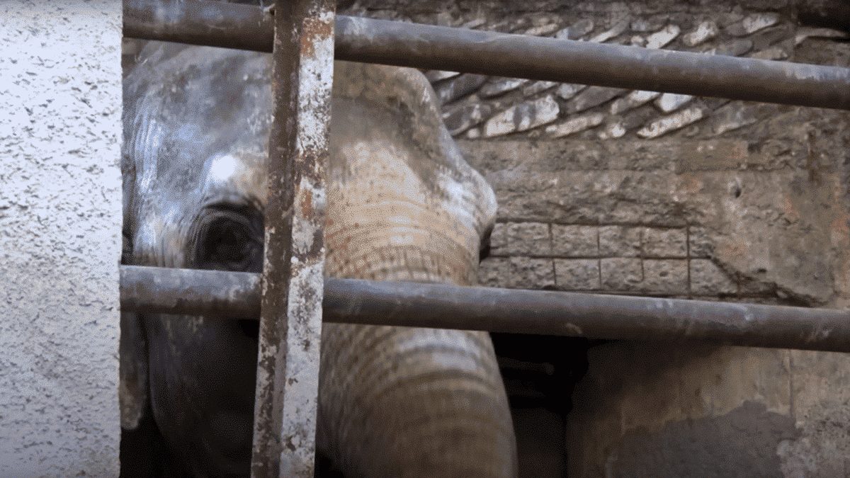 elephants freed from concrete pit