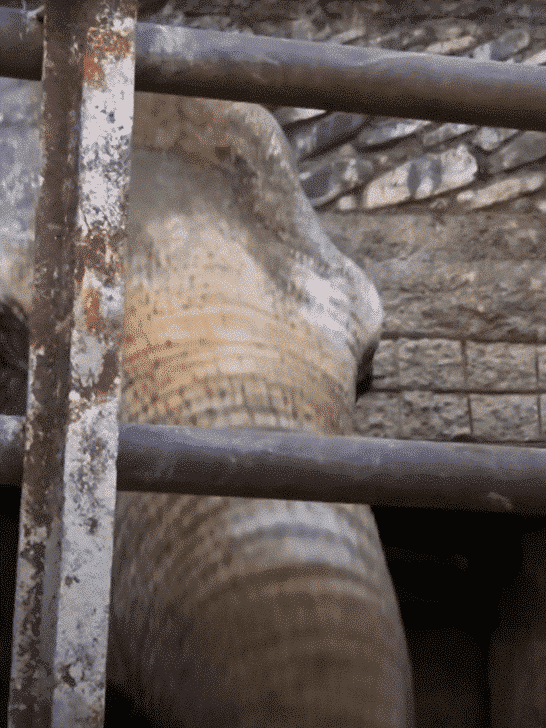 Two Elephants Freed From Concrete Pit After 20 Years