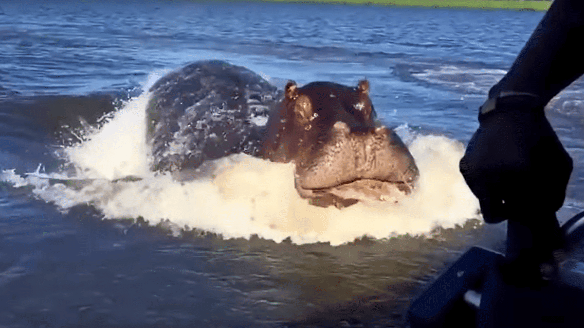 hippo chases a speedboat