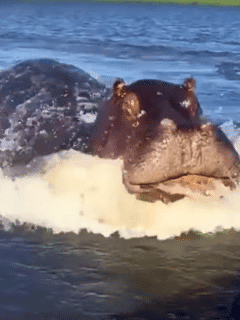 hippo chases a speedboat