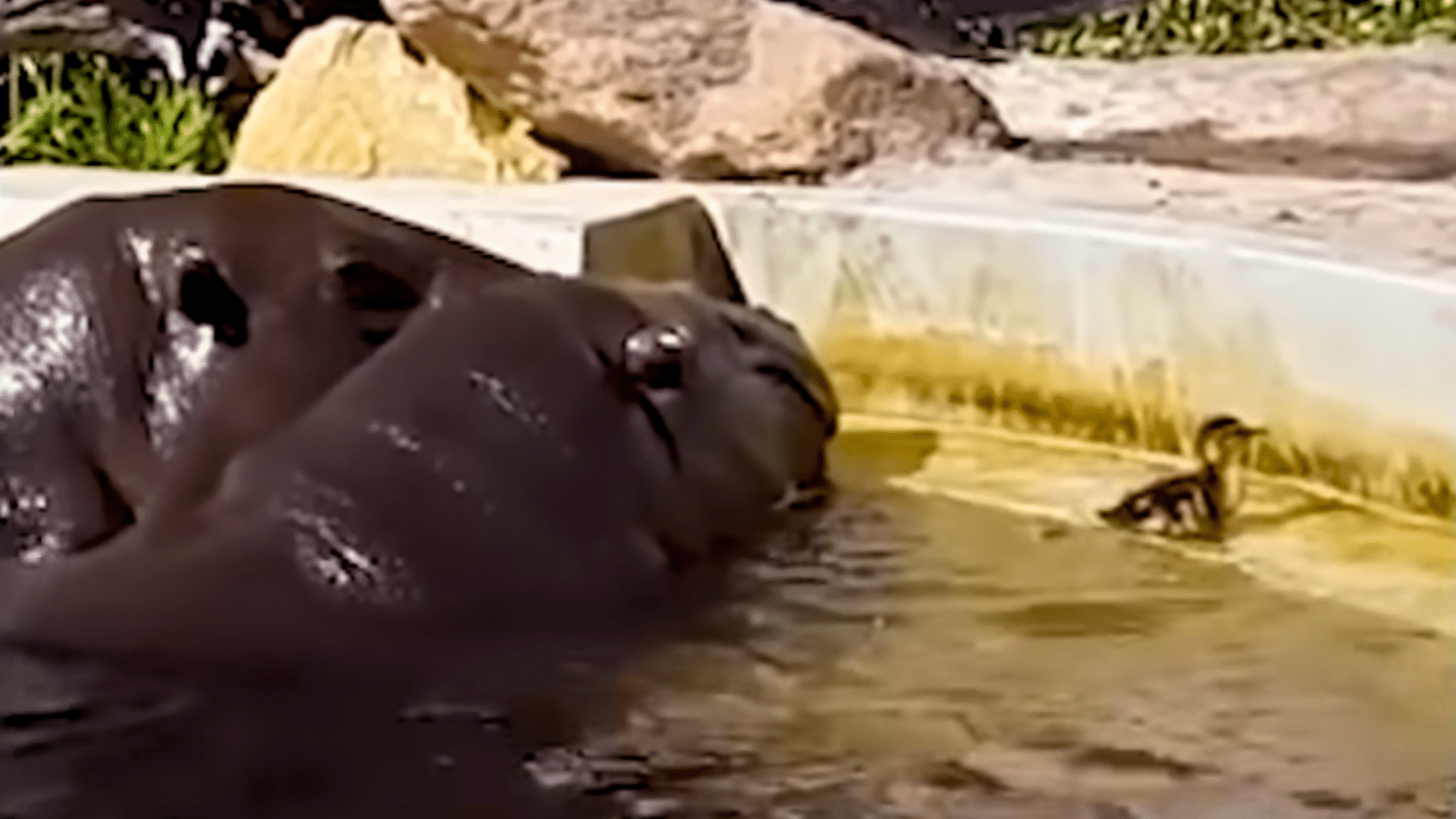 hippos help duckling
