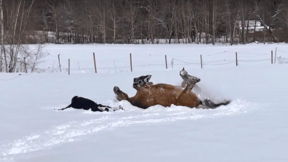 horse making snow angels