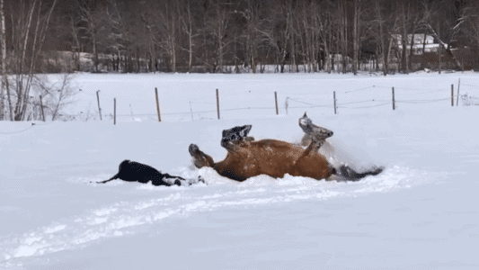 Horse Surprisingly Joined Woman to Create Incredible Snow Angels