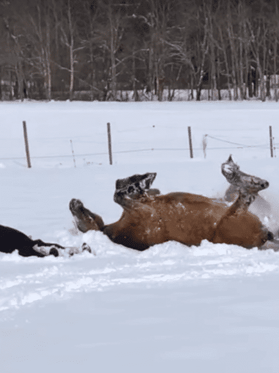 Caught on Camera: Horse Surprisingly Joined My Wife Creating Incredible Snow Angels