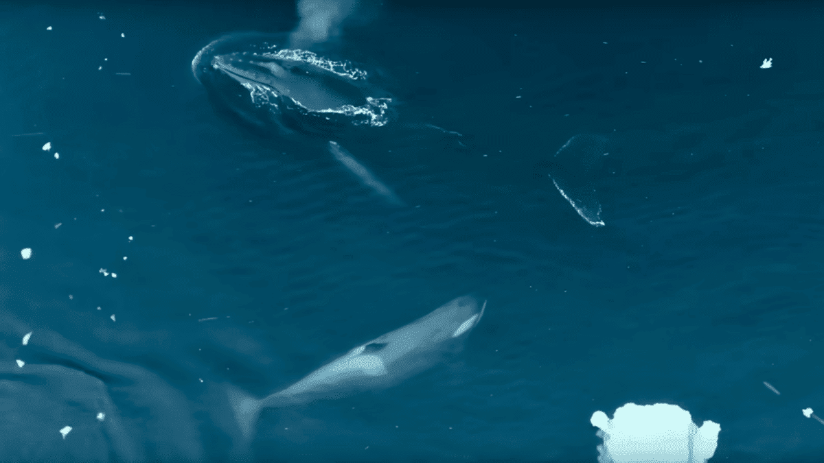 humpback whales disrupt killer whale