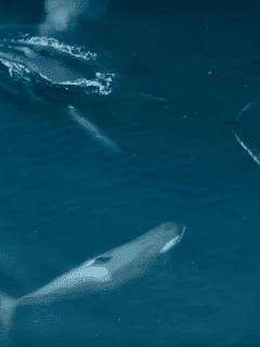 humpback disrupts killer whale