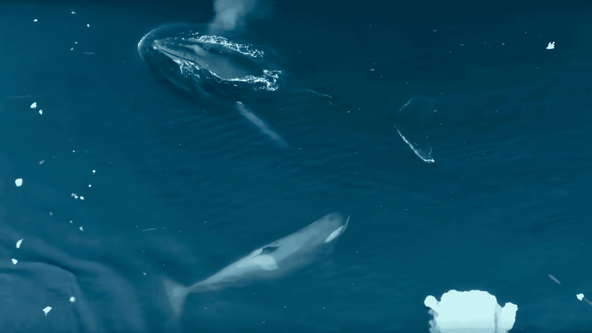 humpback disrupts killer whale