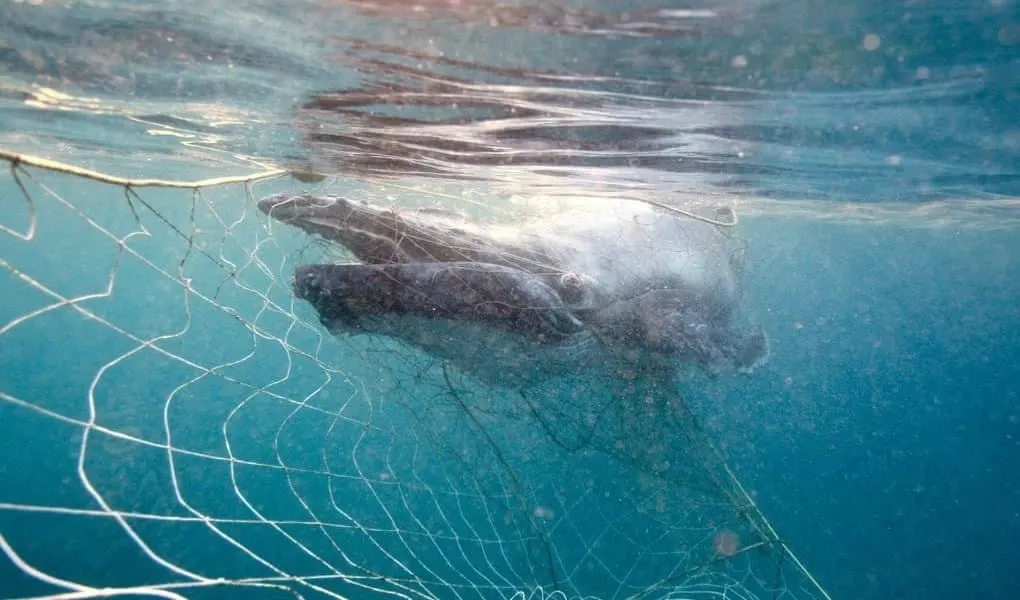 whale entangled in shark net