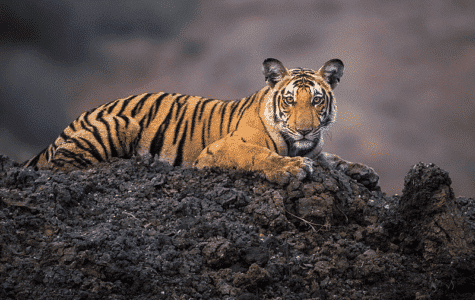 Animals That Pose a Threat to Humans