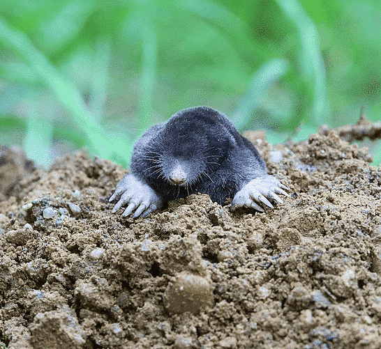 Animals That Live In The Soil