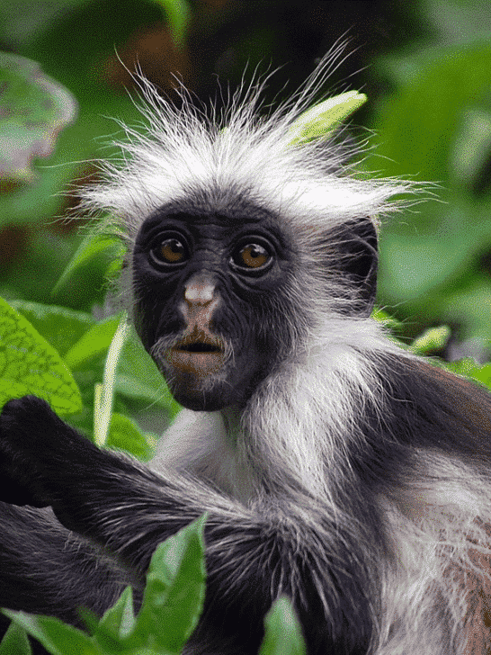 21 Most Endangered Primates