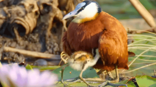 Jacana Dad Rescues His Chicks From A Crocodile