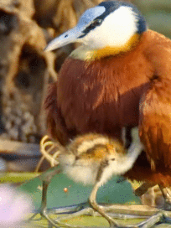 Jacana Dad Rescues His Chicks From A Crocodile