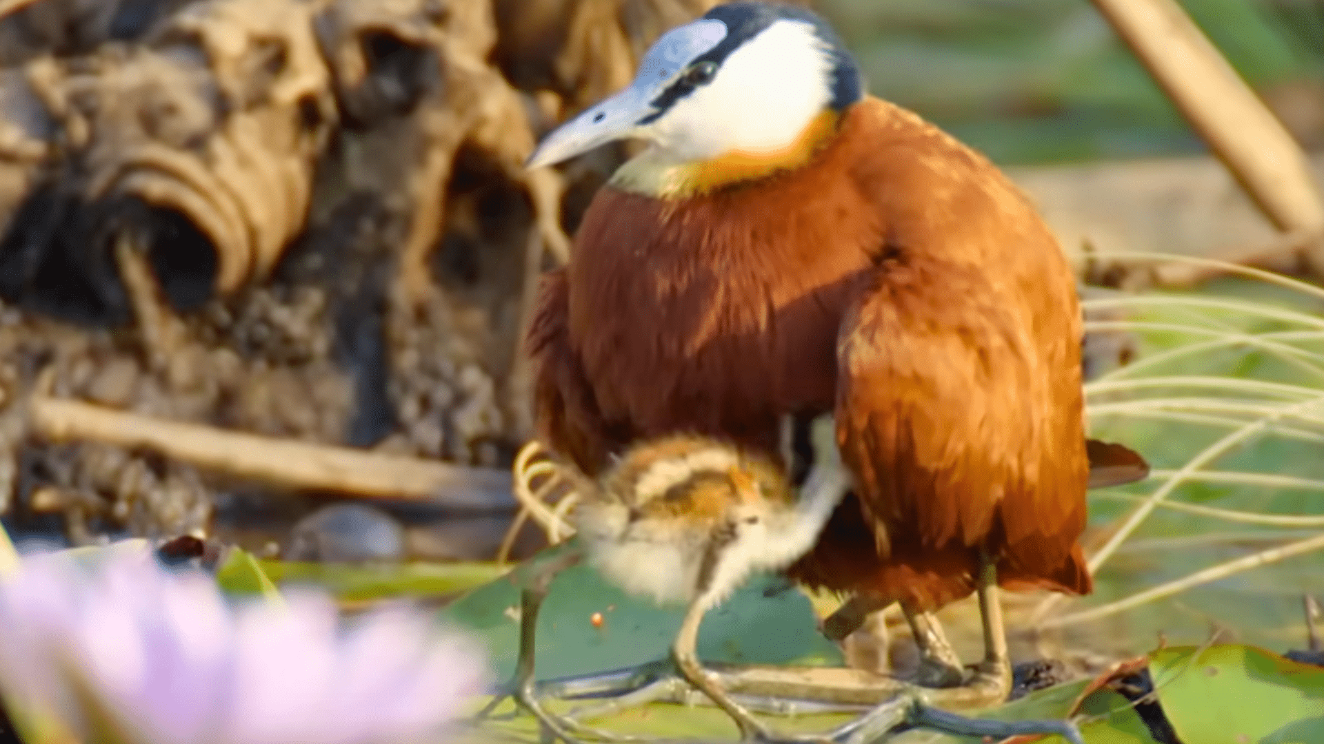 jacana dad rescues chicks from crocodile