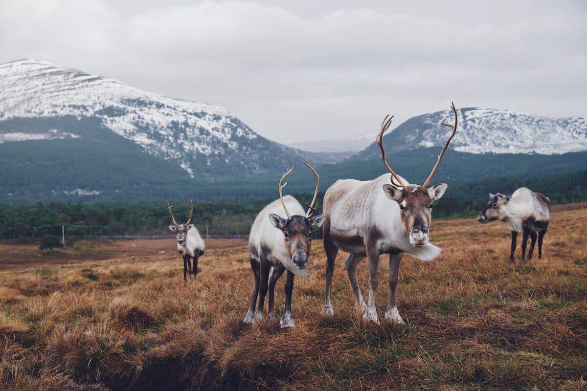 reindeer herd