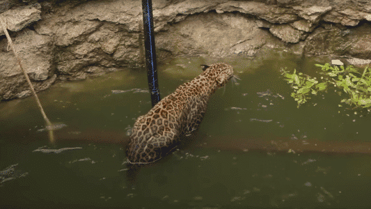 Leopard Stuck In 50ft Well Saved By Courageous Team