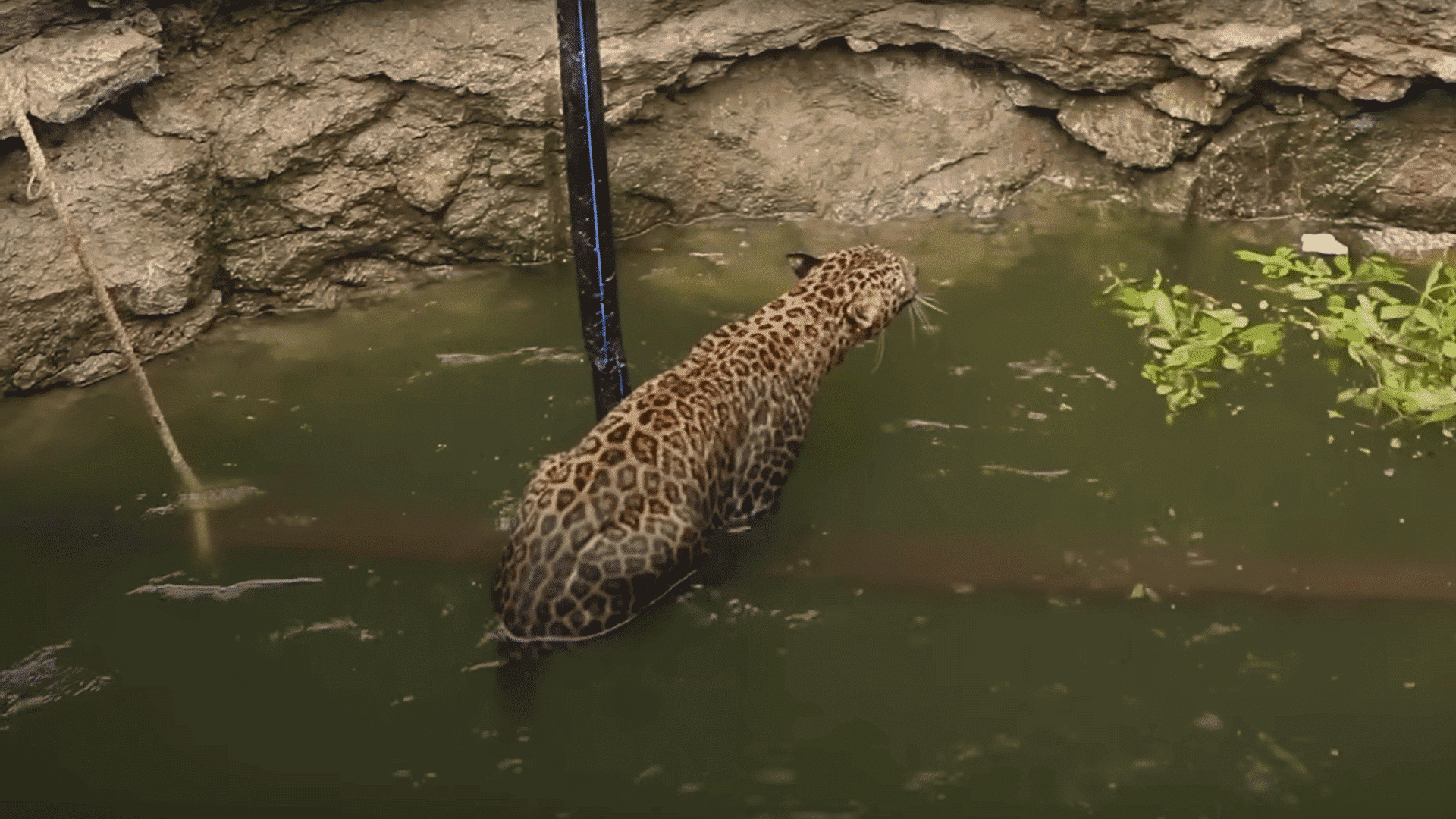 leopard saved in well