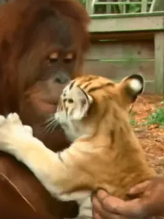 orangutan playing with tiger baby