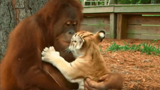 Orangutan Feeds And Cuddles Playful Baby Tigers