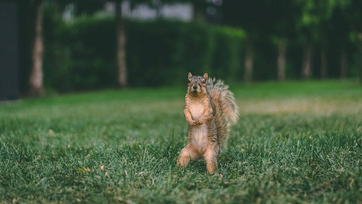 Squirrel