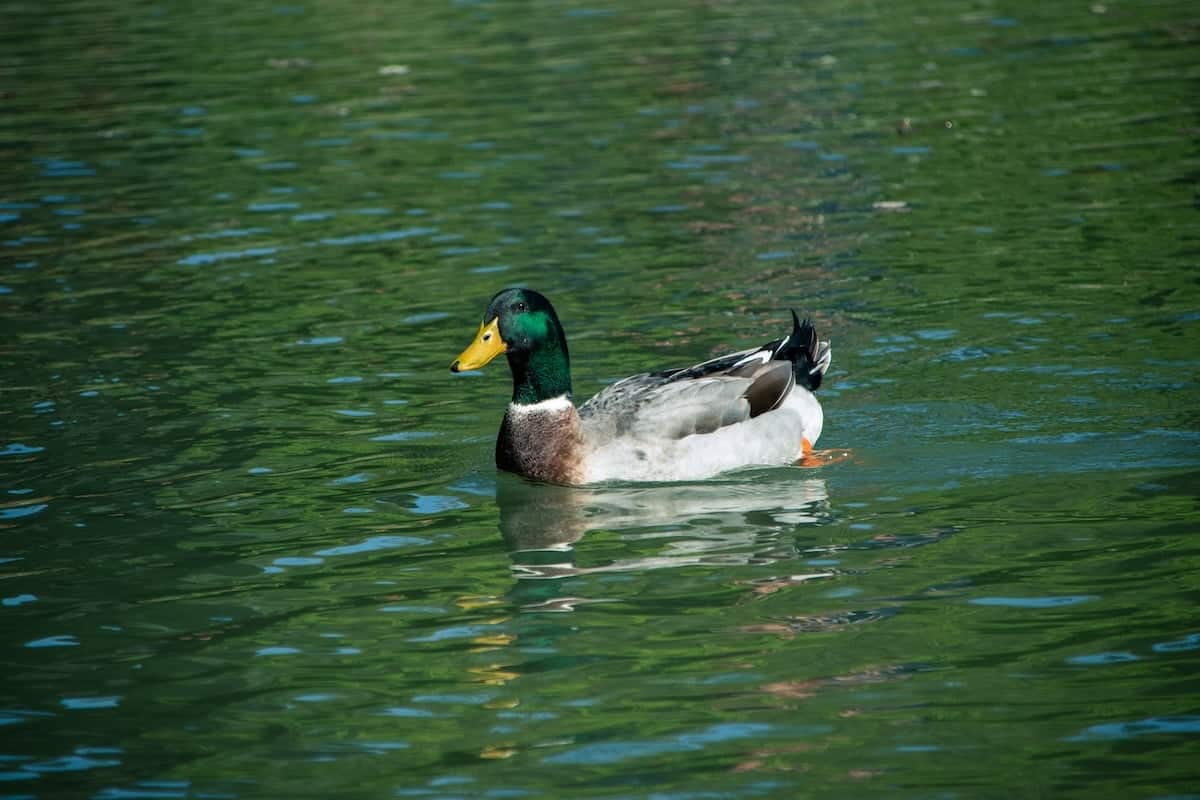 Duck Swimming on Water.