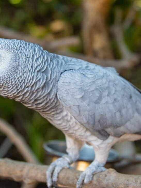 Lost Parrot Returns Years Later Speaking Spanish