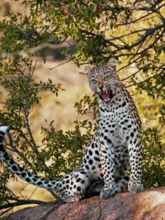 leopard rescue