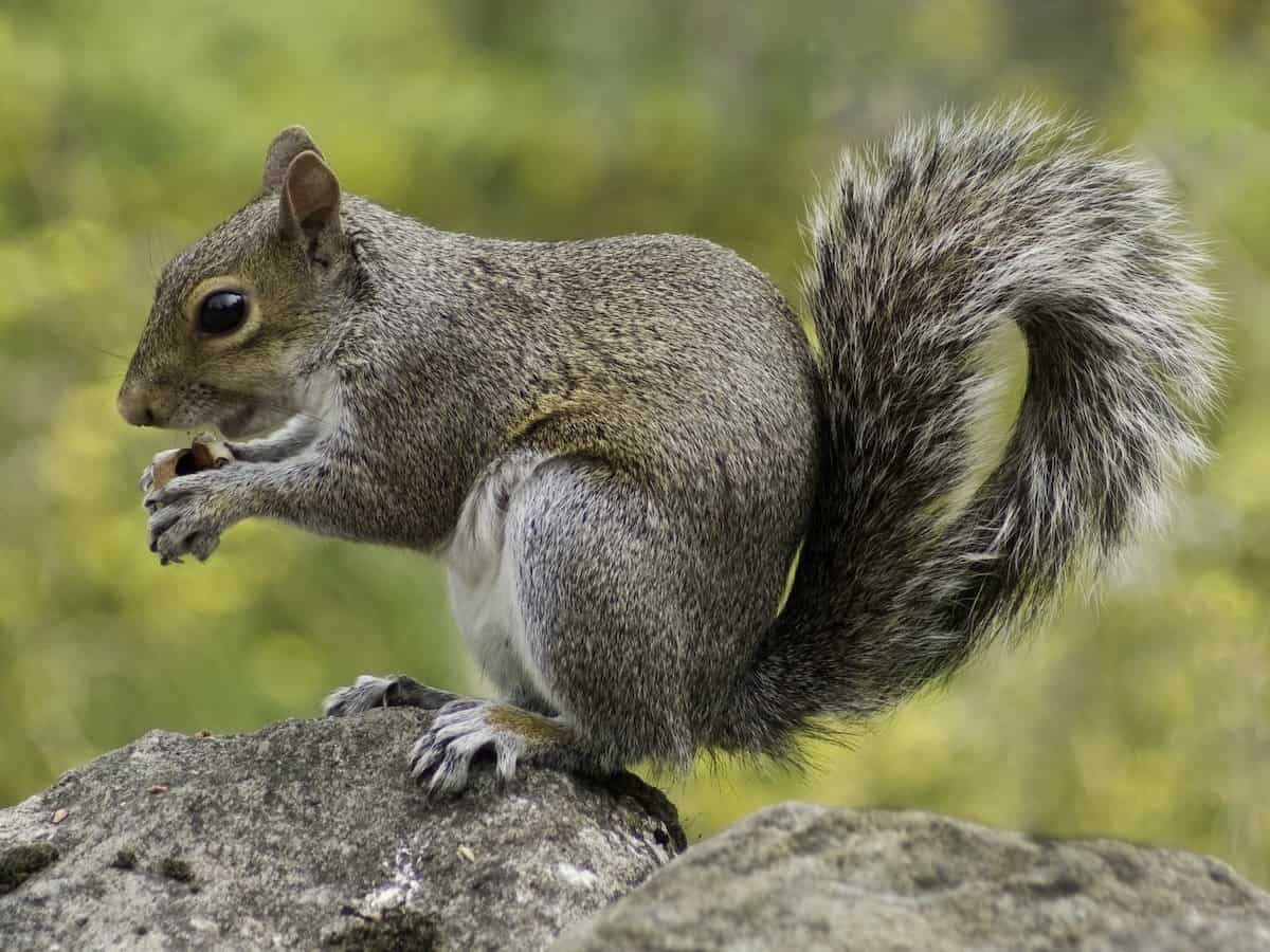 Squirrel 