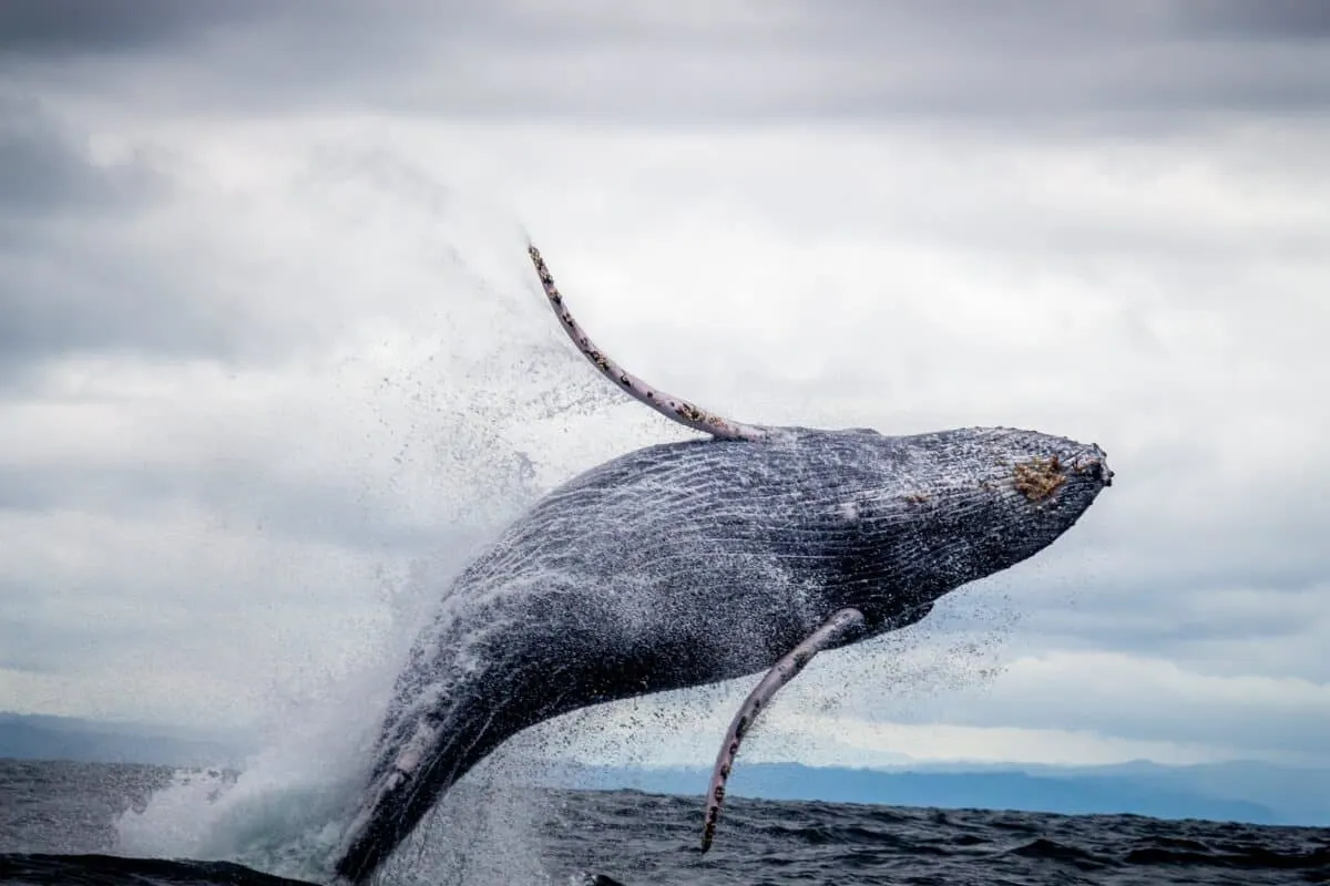 whale breach
