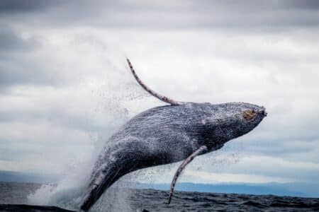 Top 10 U.S. States For Whale Spotting