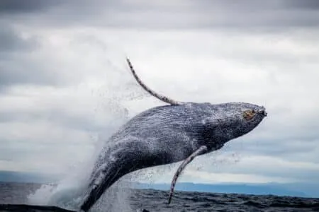 Top 10 U.S. States For Whale Spotting