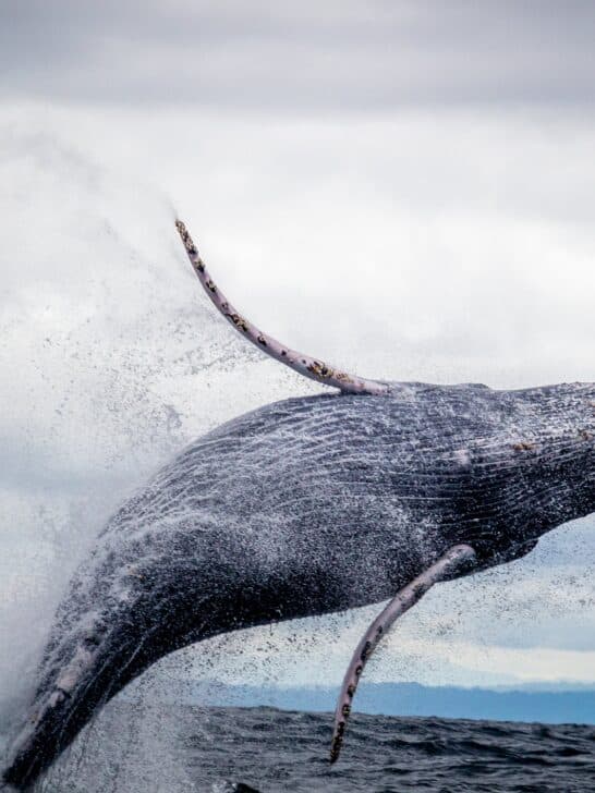 Why Whales Breach?
