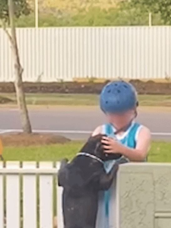 Pit Bull Patiently Waits By The Fence Each Morning To Greet His Neighbors