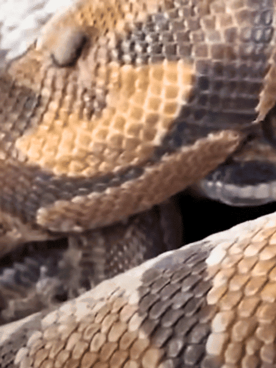 Python Abandoned By Her Owners Feels So Much Better After A Special Surprise