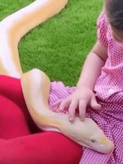 python bond with girl