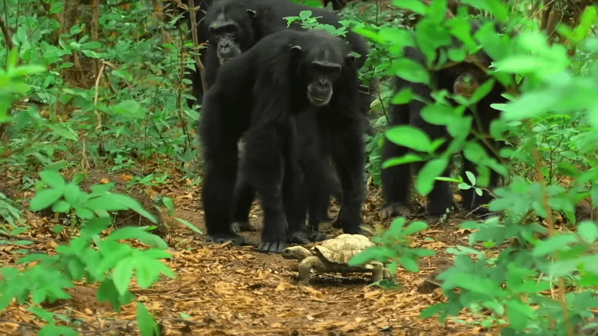 Tortoise Adopted By Chimpanzee
