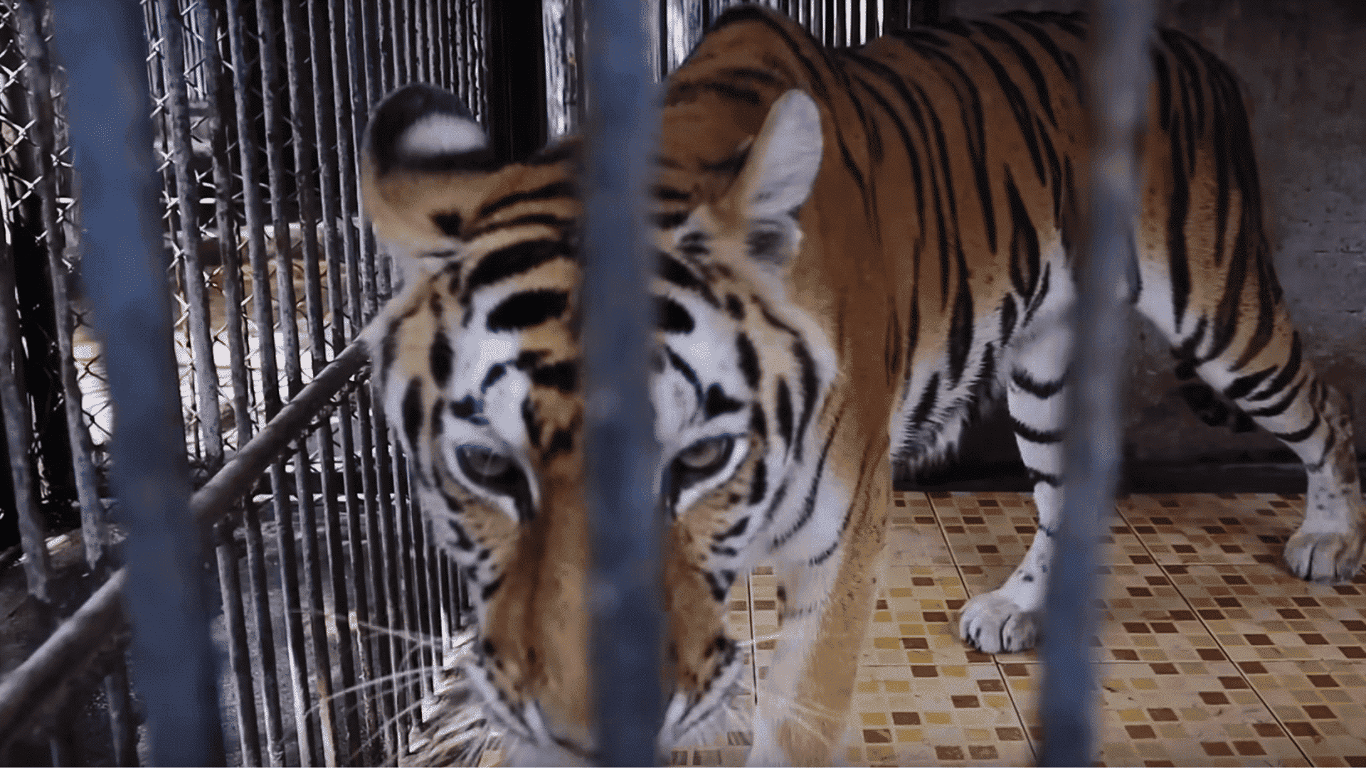 tiger chained takes free steps